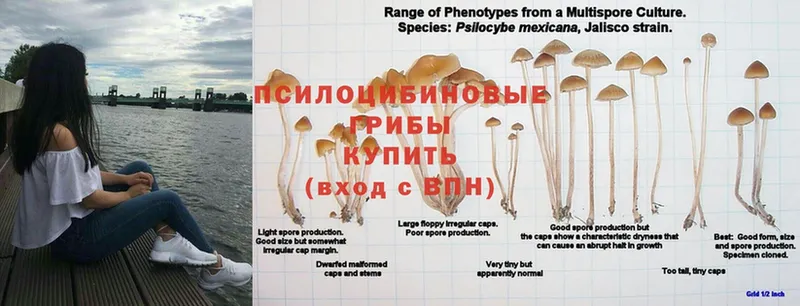 Галлюциногенные грибы Psilocybe  Ермолино 